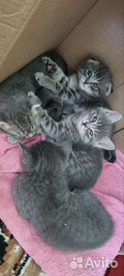 Шотландские котята