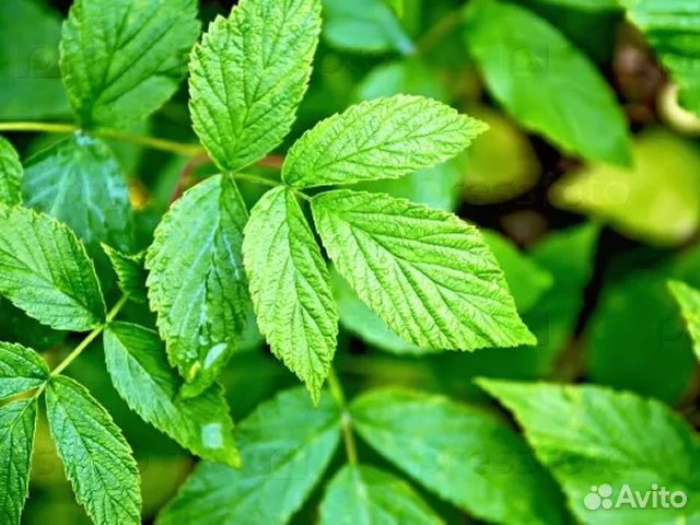 Листья смородины,малины,ежевики,мяты,вишни