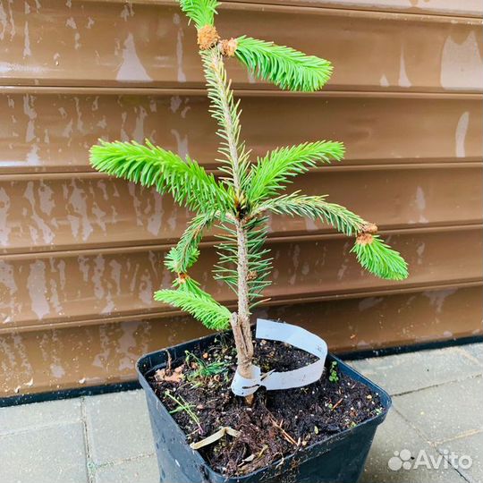 Ель Голд Дрифт