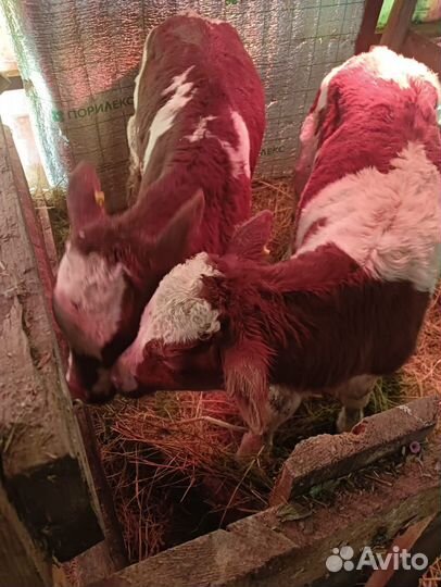 Т бычки симменталы