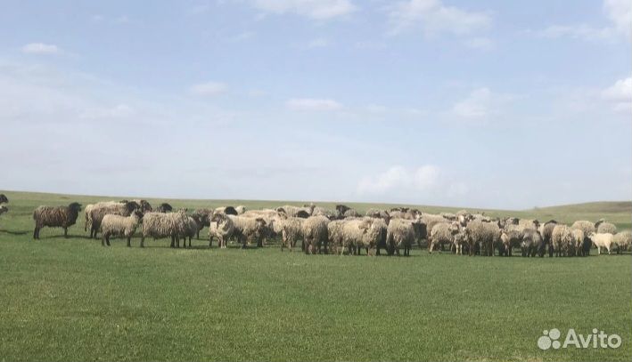 Овцы на племя