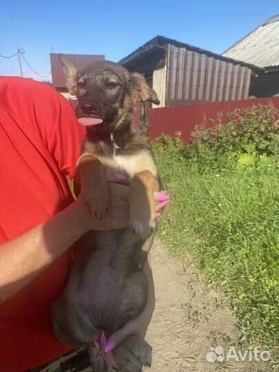 Щенки бесплатно