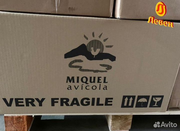 Инкубационное яйцо бройлера Кобб 500 и Росс 308