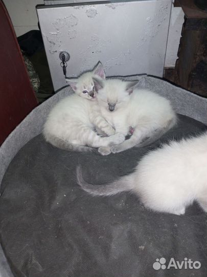 Шотландские котята