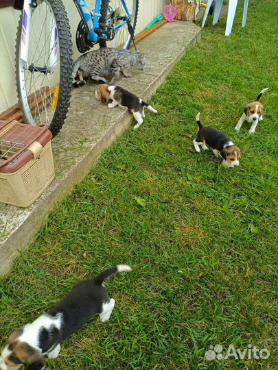 Щенки бигль