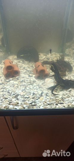 Сомики анциструсы