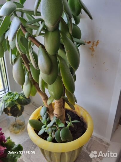 Денежное дерево