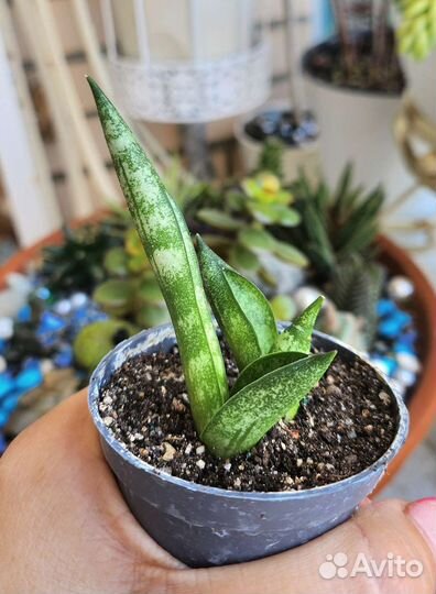 Сансиеверия цилиндрика бонселензис