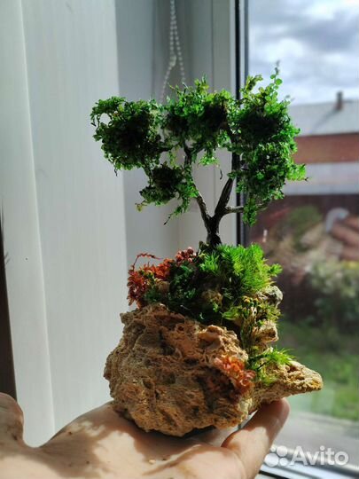 Моссариум в форме капля