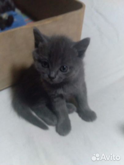 Британские котята