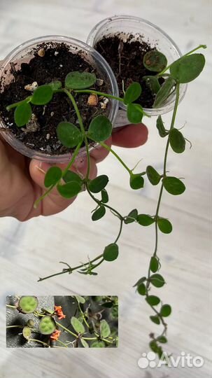 Церопегия, Дисхидия, пеперомия