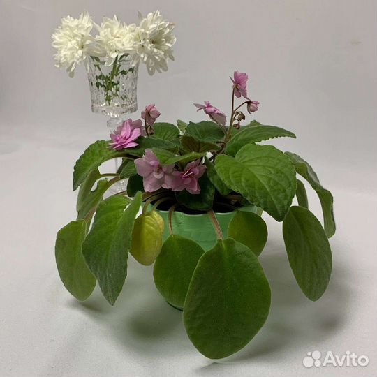 Комнатная фиалка