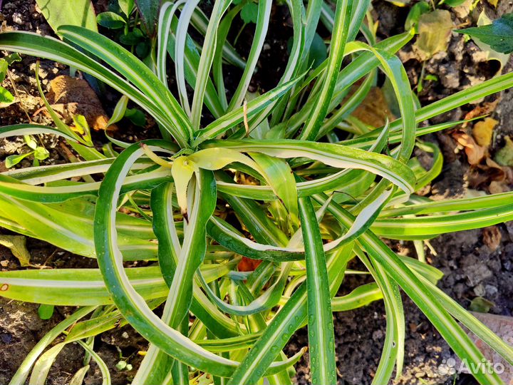 Комнатные цветы и суккуленты