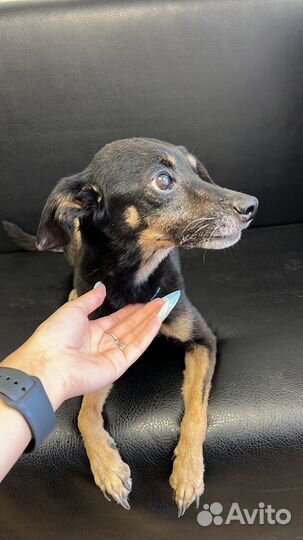 Найдена собака