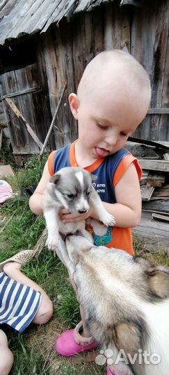 Домашние животные собаки