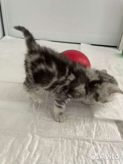 Британские котята малыши