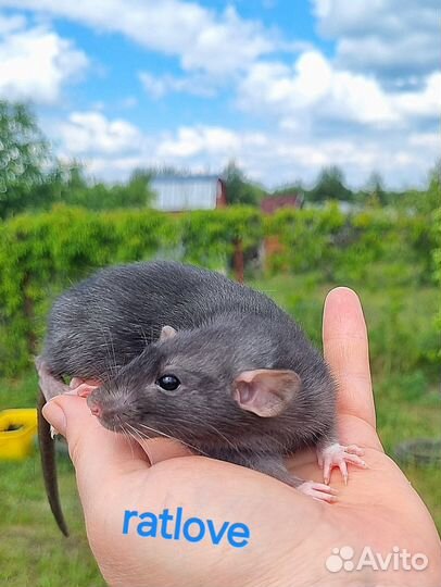 Крысята малышки девчонки