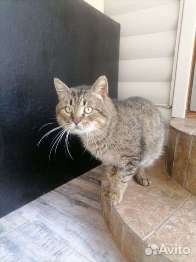 Стёпка ищет дом