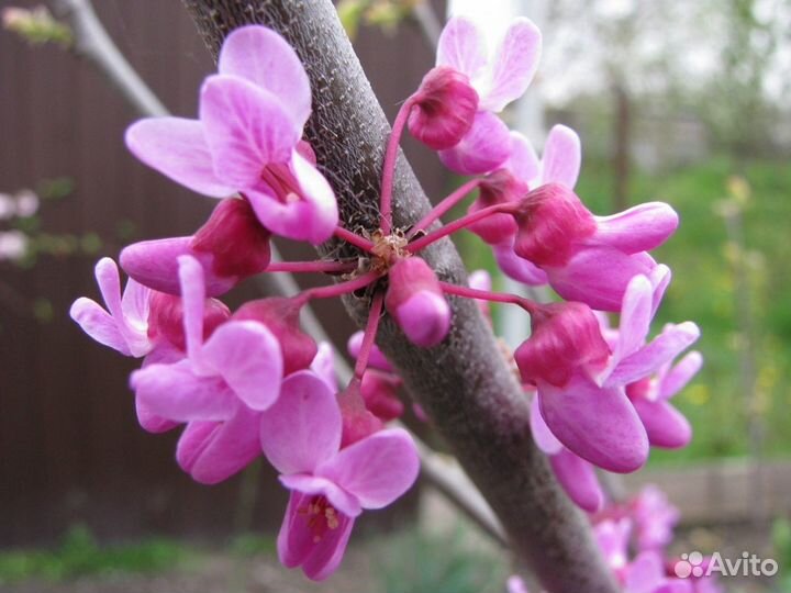 Семена церцис канадский, багряник, cercis