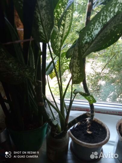 Диффенбахия