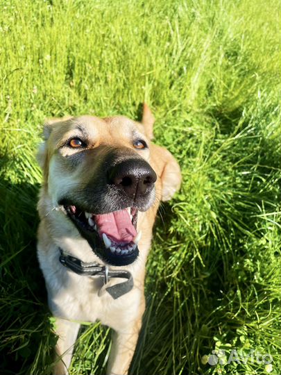 Собака в добрые руки