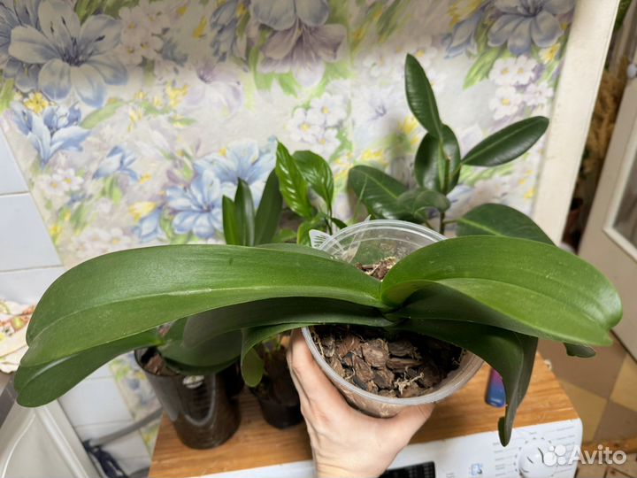 Орхидея фаленопсис