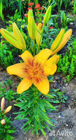 Луковицы лилий на цвету