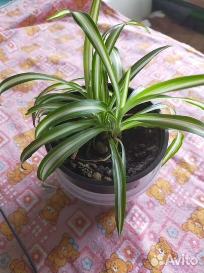 Хлорофитум