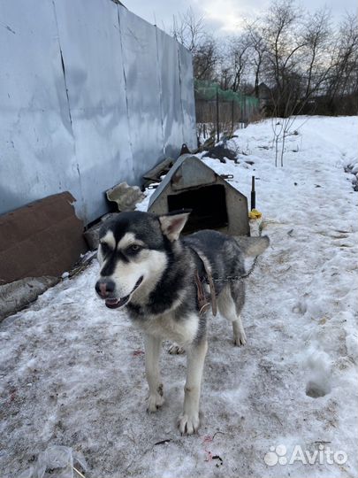 Сибирский хаски