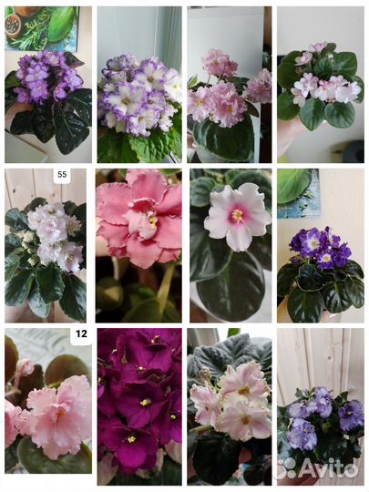 Детки фиалок