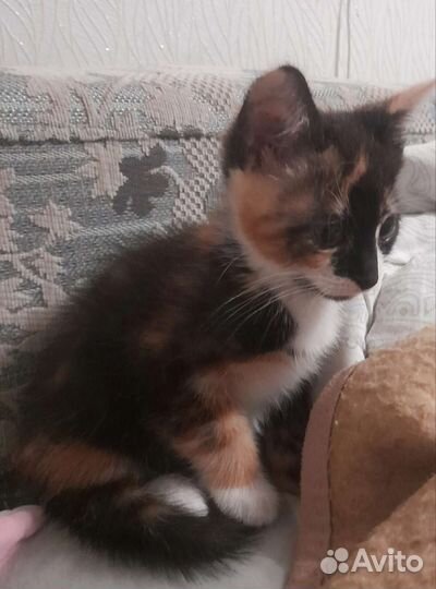 Ищу добрые руки котятам