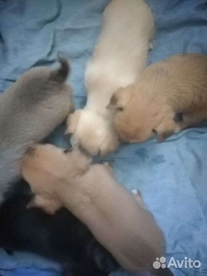 Щенки чихуахуа мини