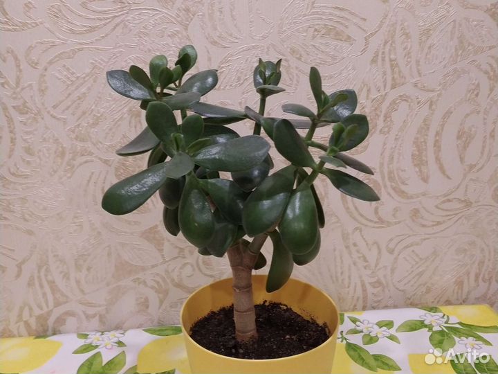 Толстянка Денежное дерево Эксклюзив