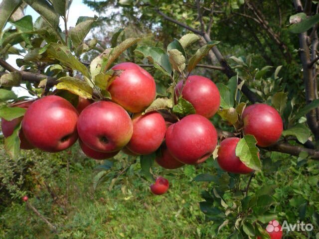 Саженцы большой ассортимент