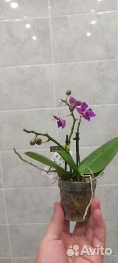 Орхидея мини арома