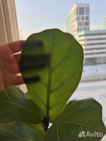 Фикус лирата