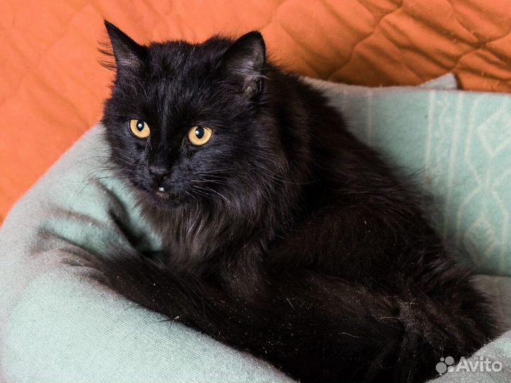 Кошечка Кассандра (Ночка)