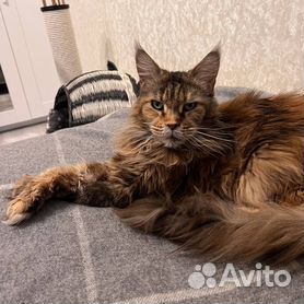 Найдена кошка красноярск. Мейн кун даром. Мейн кун девочка. Кун отдам. Золотистый мейн кун.
