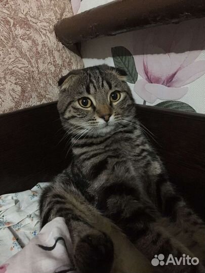 Шотландская