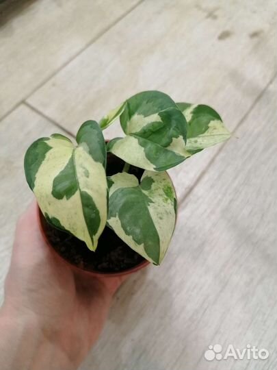 Эпипремнумы, сциндапсусы