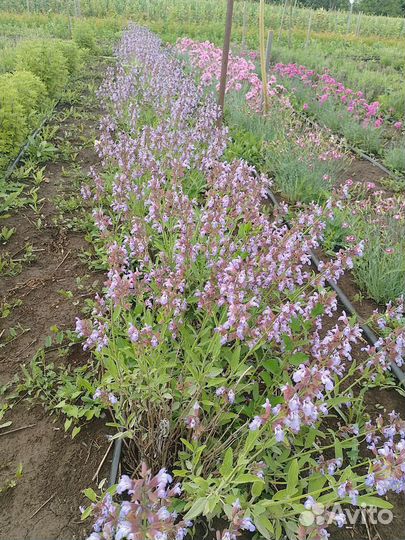 Саженцы шалфея