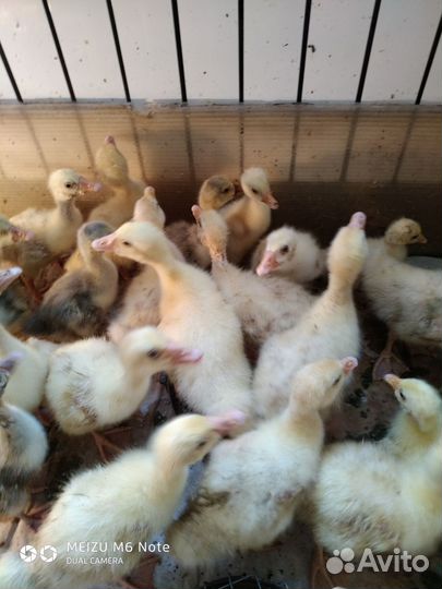 Гусята подрощенные