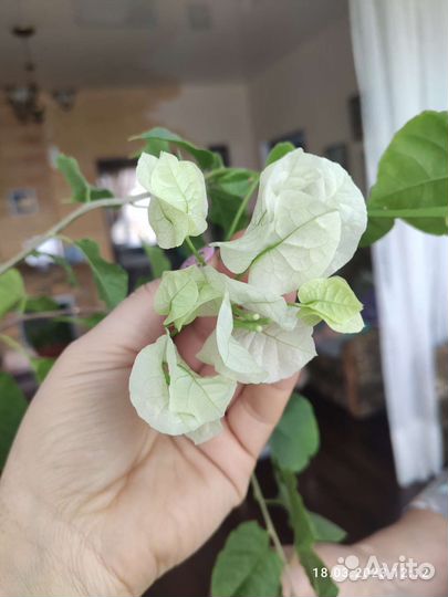 Бугенвиллея