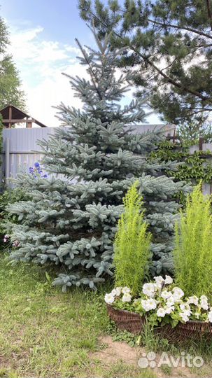 Ель голубая