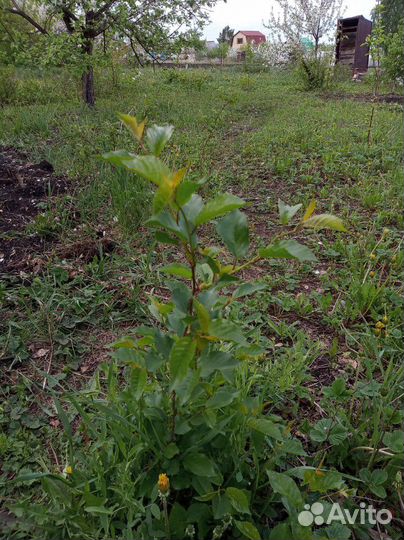 Саженцы вишни, облепихи, девичьего винограда