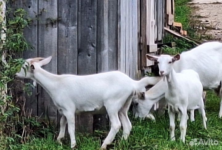 Зааненская коза