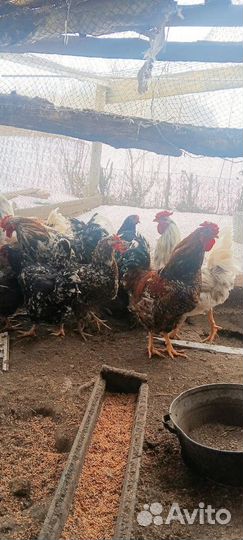 Петухи ливинские