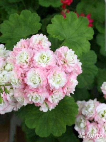 Пеларгония герань сортовая