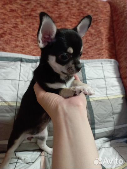 Девочка с родословной