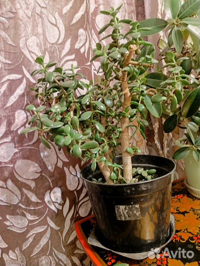 Толстянка, денежное дерево 3 шт в горшке
